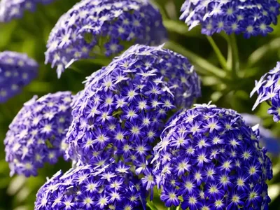 Wild Blue Phlox (Phlox Divaricata)