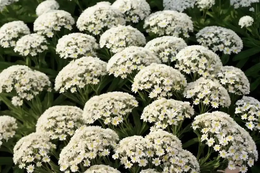 Wild candytuft (iberis amara) — photo 2