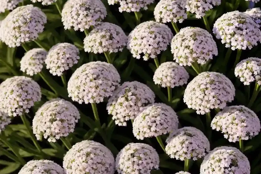 Wild candytuft (iberis amara) — photo 3