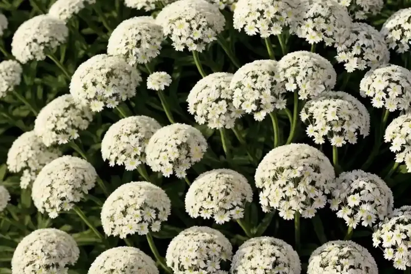 Wild candytuft (iberis amara)