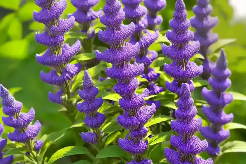 Wild Clary (Salvia Verbenaca) — photo 2