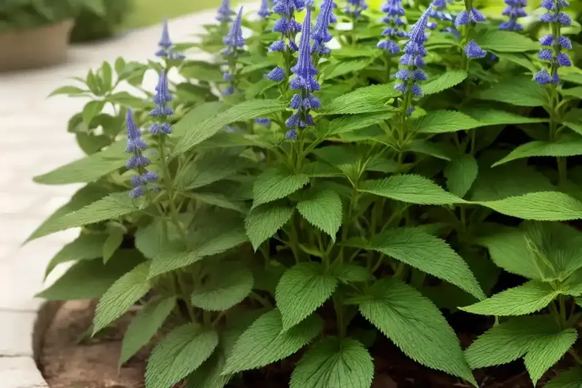Wild Clary (Salvia Verbenaca) — photo 3