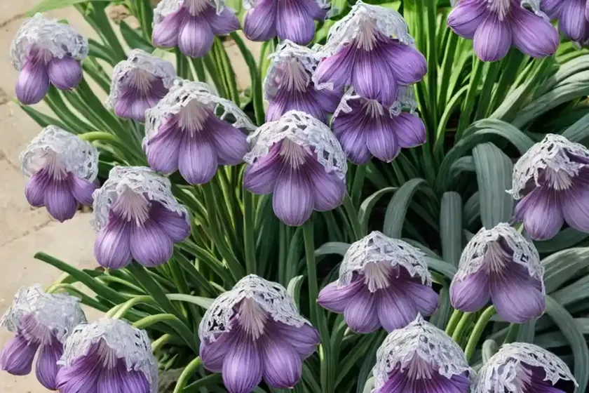 Wild garlic (tulbaghia violacea ‘silver lace’) — photo 3