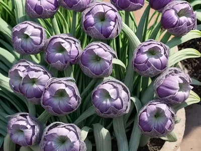 Wild Garlic (Tulbaghia Violacea ‘Silver Lace’)