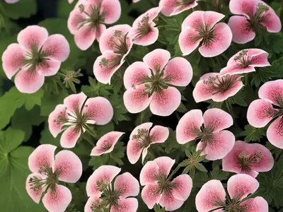 Wild Geranium (Geranium Maculatum ‘Elizabeth Ann’)