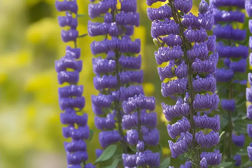 Wild indigo (baptisia tinctoria) — photo 3