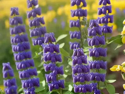 Wild Indigo (Baptisia Tinctoria)