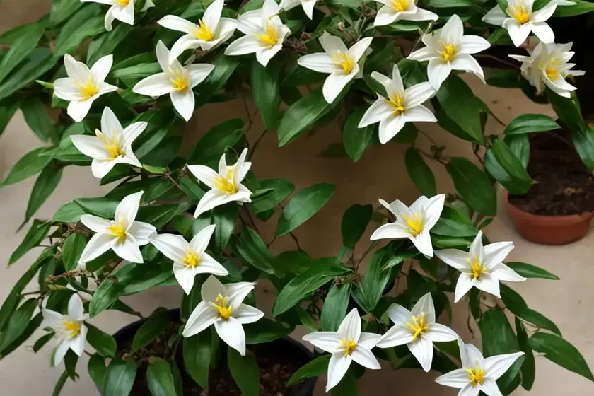 Wild jasmine (jasminum fruticans) — photo 2