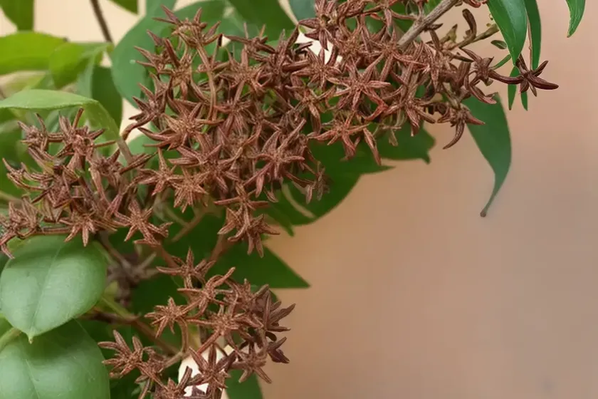 Wild madder (rubia peregrina) — photo 2