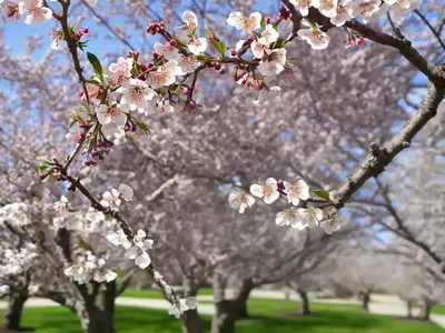 Wild Plum (Prunus Americana)