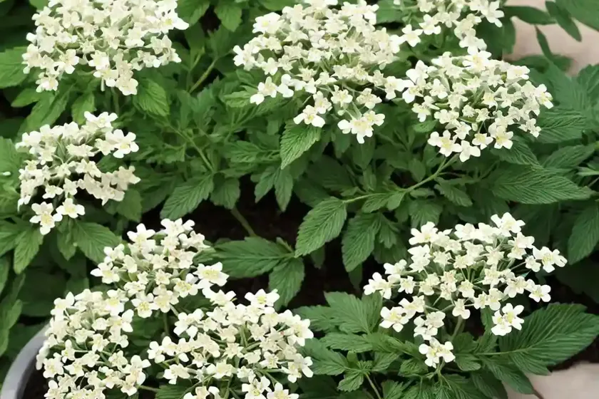 Wild quinine (parthenium integrifolium) — photo 3