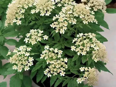 Wild Quinine (Parthenium Integrifolium)