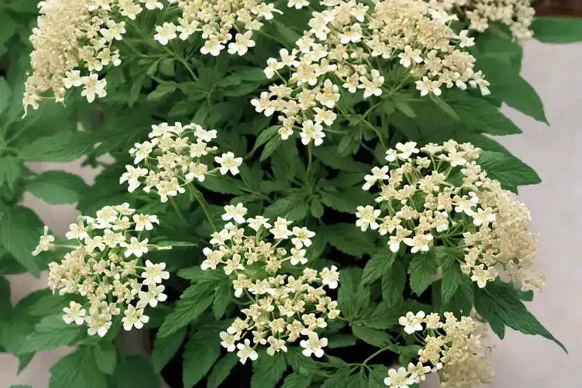 Wild quinine (parthenium integrifolium)
