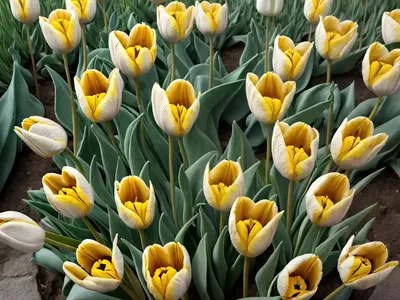 Wild Tulip (Tulipa Sylvestris)