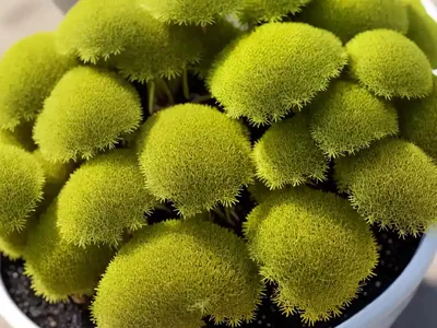 Willdenow’s Spikemoss (Selaginella Willdenowii)
