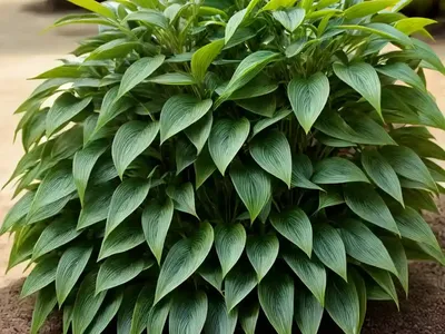 Willow-leaved Justicia (Justicia Gendarussa)