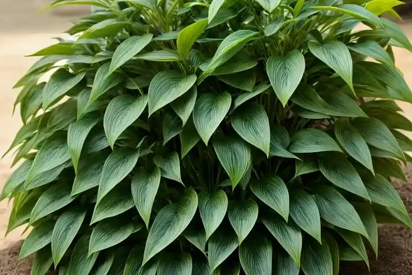 Willow-leaved justicia (justicia gendarussa)