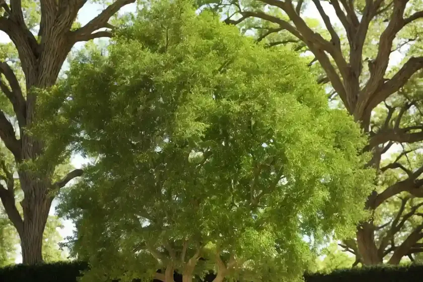 Willow oak (quercus phellos) — photo 2