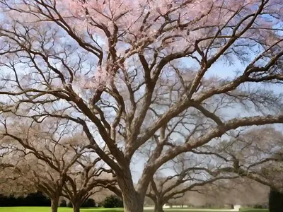 Willow Oak (Quercus Phellos)