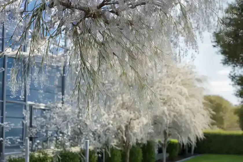 Willow (salix udensis ‘sekka’) — photo 2