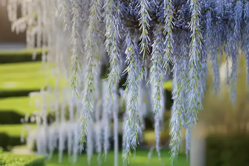 Willow (salix udensis ‘sekka’) — photo 3