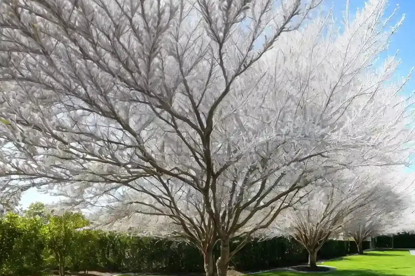 Willowleaf pear (pyrus salicifolia ‘silver frost’) — photo 3