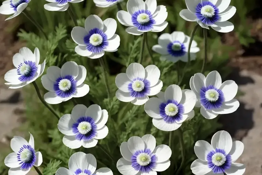 Windflower (anemone canadensis) — photo 2