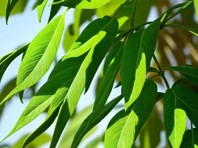 Winged Treebine (Cissus Quadrangularis)