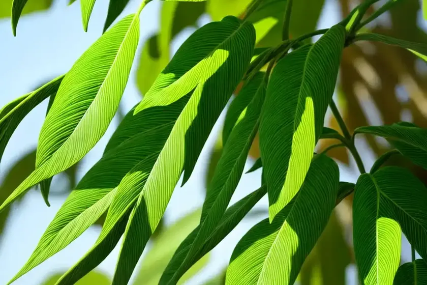 Winged treebine (cissus quadrangularis)