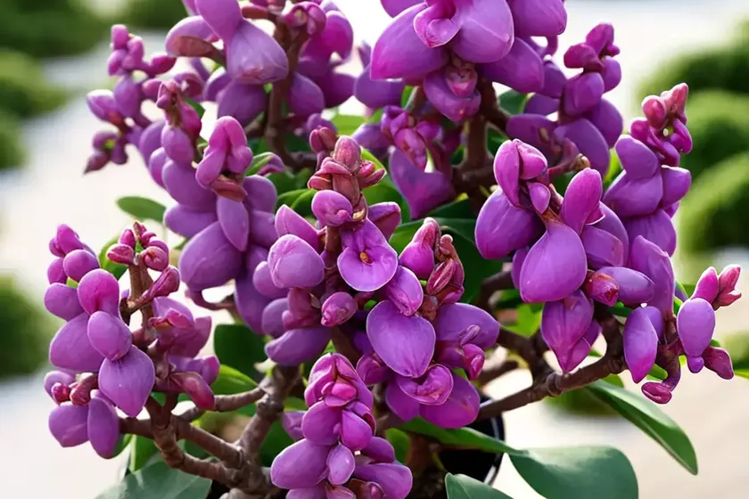 Winter daphne (daphne odora) — photo 3