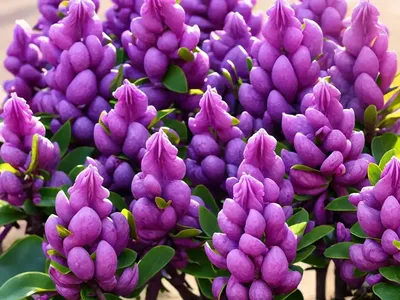 Winter Daphne (Daphne Odora)