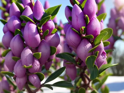 Winter Daphne (Daphne Odora)