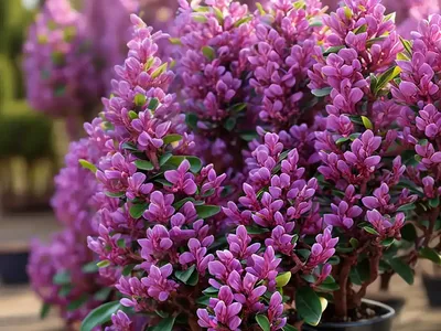 Winter Daphne (Daphne Odora ‘Aureomarginata’)