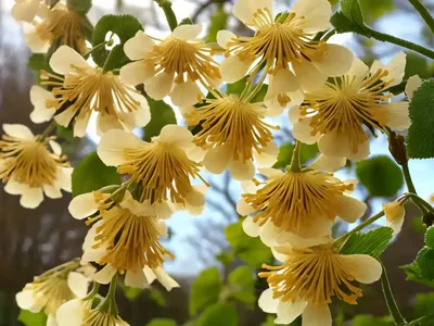 Winter Hazel (Corylopsis Glabrescens)