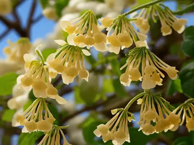 Winter Hazel (Corylopsis Sinensis)