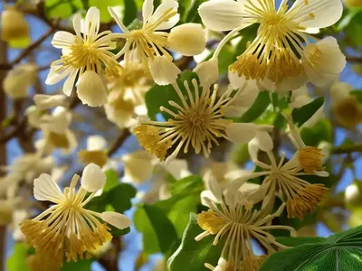 Winter Hazel (Corylopsis Spicata)