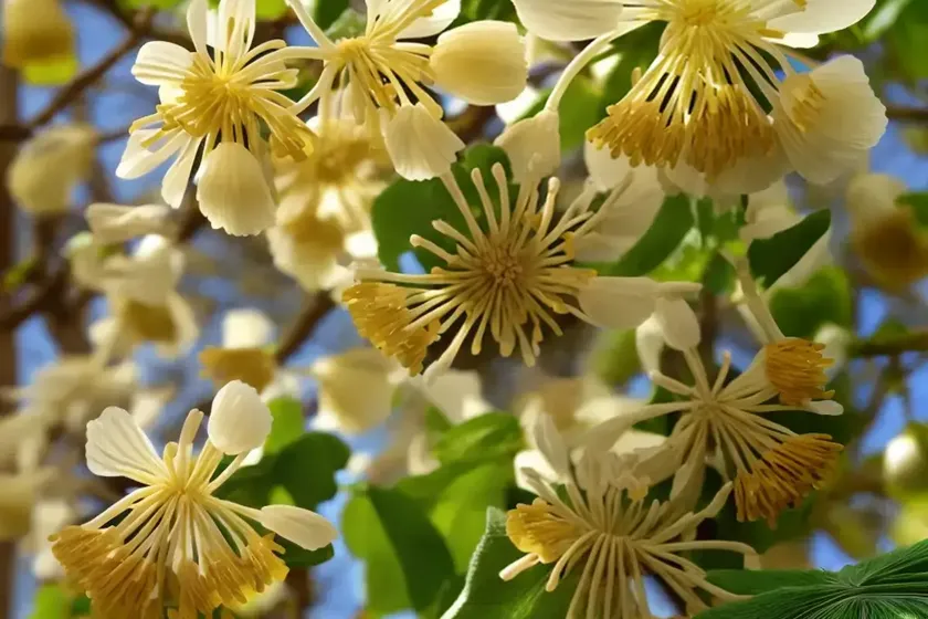 Winter Hazel (Corylopsis Spicata)