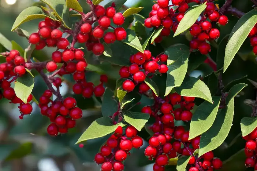 Winterberry (ilex verticillata ‘nana’ red sprite) — photo 3