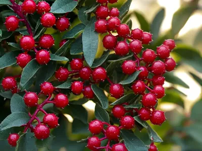 Winterberry (Ilex Verticillata ‘Nana’ RED SPRITE)
