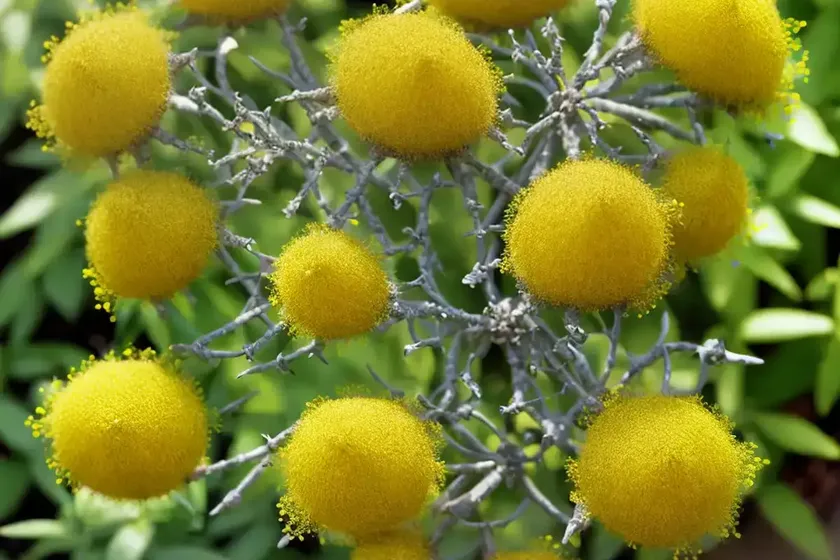 Wire-netting bush (corokia cotoneaster) — photo 3