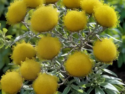 Wire-netting Bush (Corokia Cotoneaster)