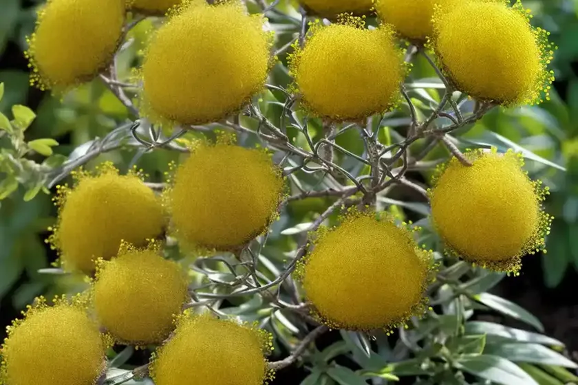 Wire-netting bush (corokia cotoneaster)