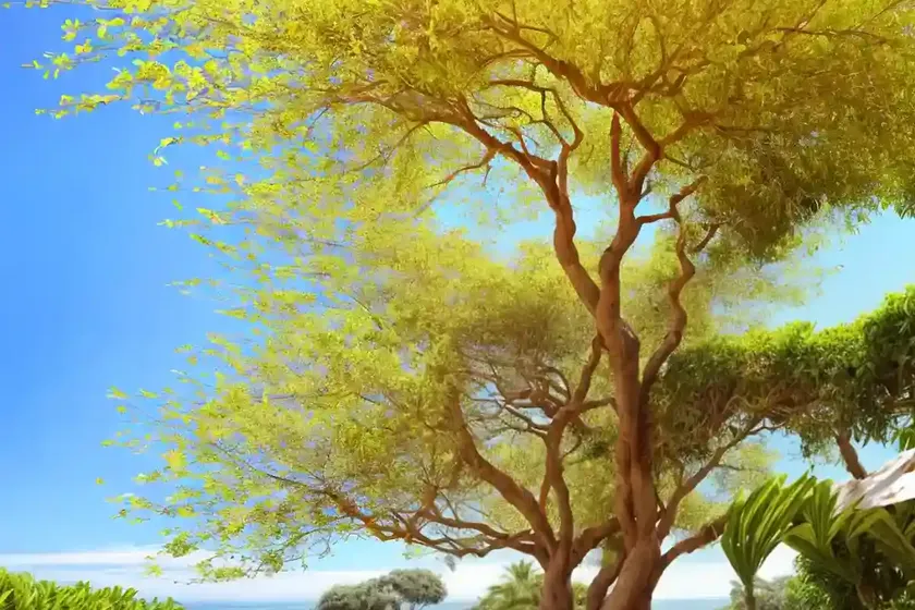 Wishing tree (cassia bakeriana) — photo 2