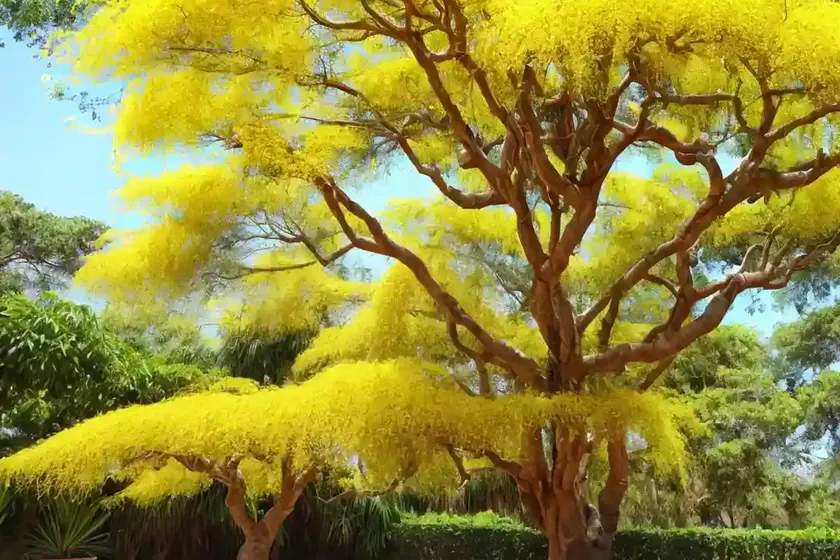 Wishing tree (cassia bakeriana) — photo 3