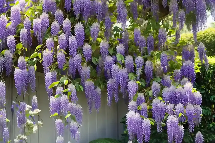 Wisteria floribunda ‘domino’ (japanese wisteria) — photo 2