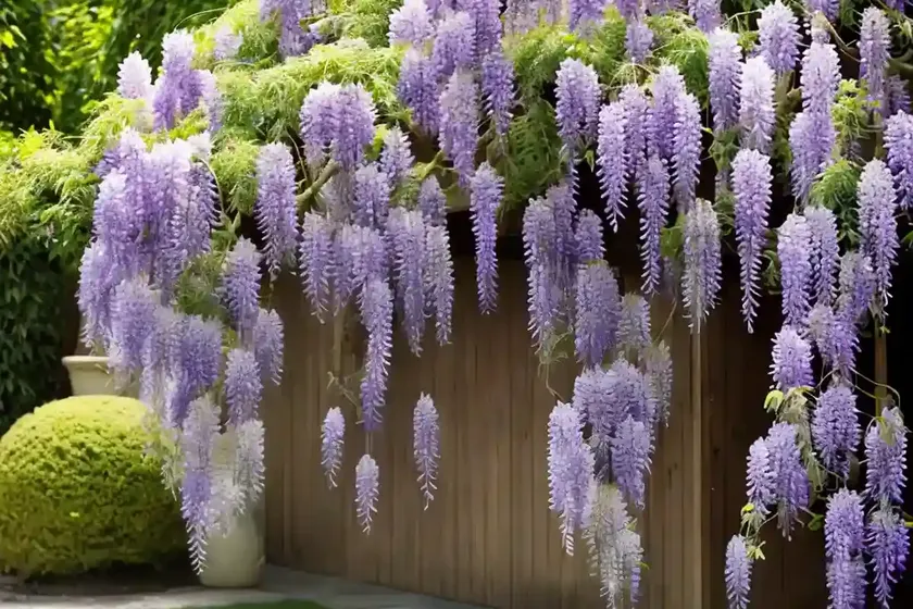 Wisteria floribunda ‘domino’ (japanese wisteria) — photo 3