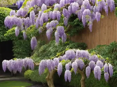 Wisteria Floribunda ‘Geisha’ (Japanese Wisteria)