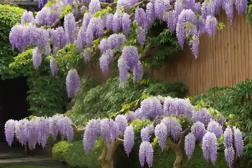 Wisteria floribunda ‘geisha’ (japanese wisteria)