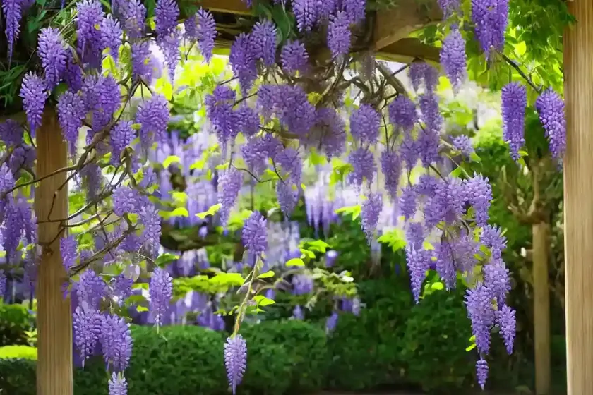 Wisteria floribunda (japanese wisteria) — photo 3