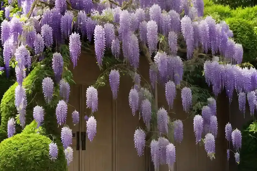 Wisteria floribunda ‘kuchi beni’ (japanese wisteria) — photo 3
